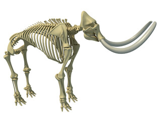 Mammoth Skeleton animal anatomy 3D rendering © 3D Horse