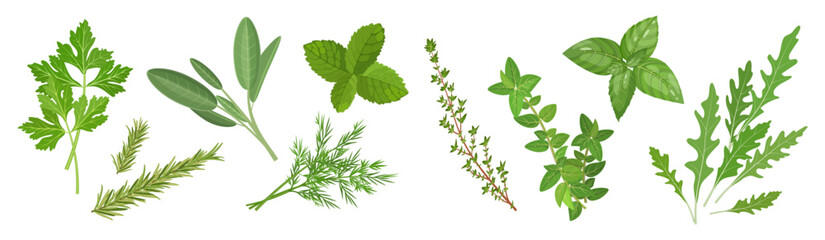 Spicy medicinal herbs set with thyme, mint, oregano, sage and other plants, vector illustration isolated on white banner background © 5ph