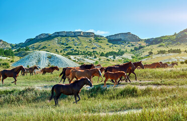 herd of horses in the mountains