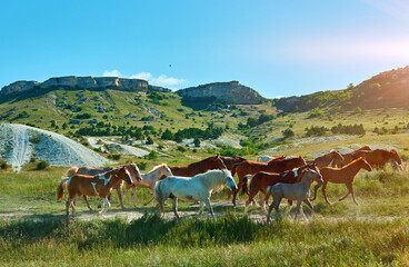 herd of horses in the mountains