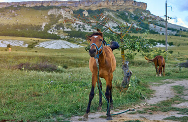 herd of horses in the mountains