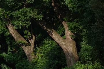 Fototapeta na wymiar 双子の樹