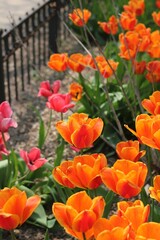 red and yellow tulips