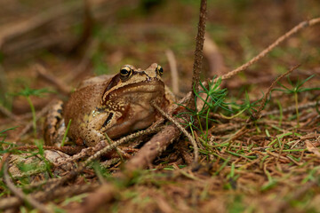 Grasfrosch im Herbst im Wald	