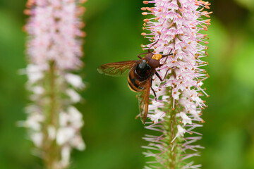 Hornissenschwebfliege (Volucella zonaria)	