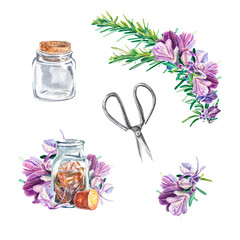 Rosemary set with large purple flowers on a white background. Twig, scissors, transparent jar, flower. Watercolor illustration of spices for cooking. Botanical objects. For design, textiles, packaging