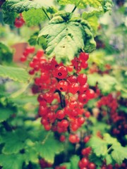 Fresh juicy organic Currants. Healthy red fruits in the garden