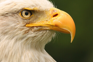 A portrait of a Bald Eagle against a green background
