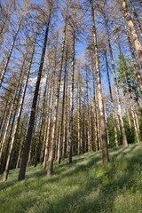 Totholz durch Borkenkäfer