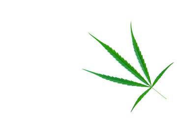 Green Cannabis leaves isolated on white background, Medical marijuana.