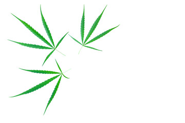 Green Cannabis leaves isolated on white background, Medical marijuana.