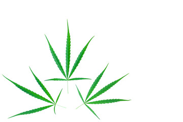 Green Cannabis leaves isolated on white background, Medical marijuana.