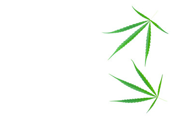 Green Cannabis leaves isolated on white background, Medical marijuana.
