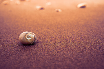 Sea shell on beach in the sunset