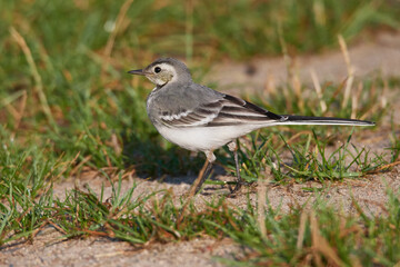 Juvenile Bachstelze an einem Fluss in Brandenburg	