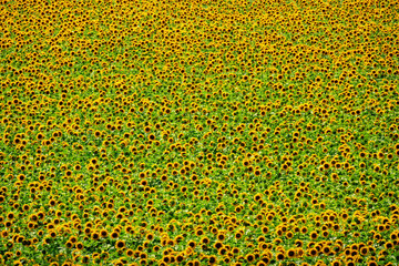 Tiny sunflowers background.