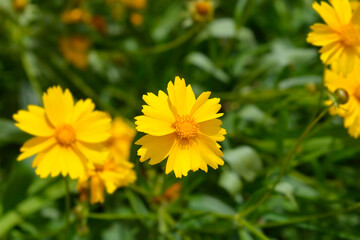 Tickseed Schnittgold