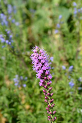 September Glory Gayfeather