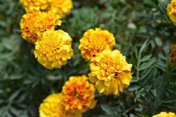 French marigold Strawberry Blonde