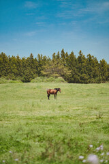 Grasslands and horses in Jeju Island