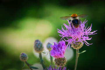 Biene - Hummel - Bee - Bumblebee - Wild Flower -  Purple - Meadow - Blossom - Close Up - High...