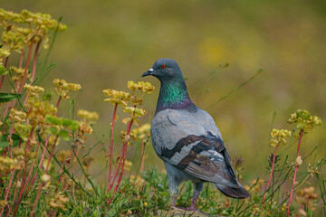 Rock Dove (Columba livia) perched among yellow flowers