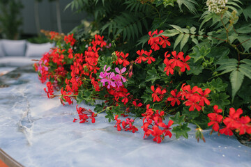 Flowers laying on terrace table. Bush with flowers, marble table surface. Floral background. Summer terrace.