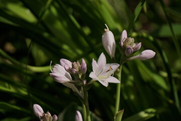 The white-lilac flowers of the hybrid hosta are located on long peduncles