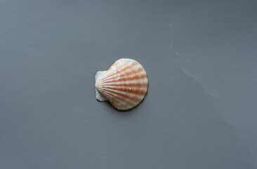 seashell on synthetic gray material