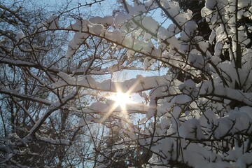 snow covered trees