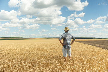 Naklejka na ściany i meble A young farmer in a shirt and a hat stands in the middle of an endless field of golden wheat against a blue sky. Copy space