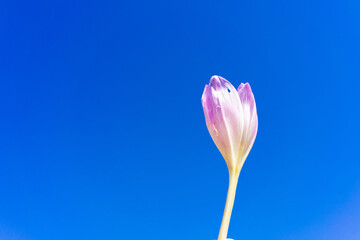 A beautiful crocus flower bud on a blue background. Place for writing