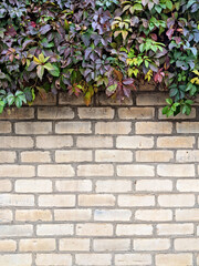 background. Textured light brick wall with climbing plants with green leaves. For design
