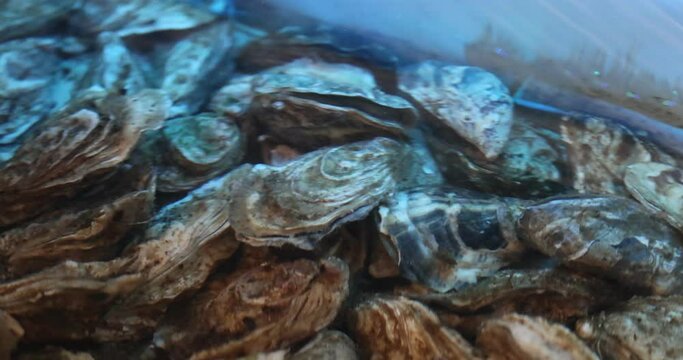 Fresh oysters, clams in an aquarium with clear water for cooking. Seafood, top view.