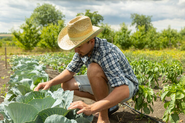 Farmer man engaged in cultivation of organic vegetables, checking cabbage