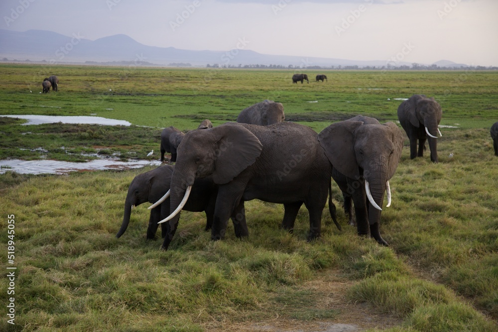 Wall mural African elephant family, Loxodonta africana