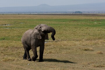 elephants in the savannah