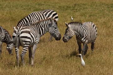 Fototapeta na wymiar zebra in the grass