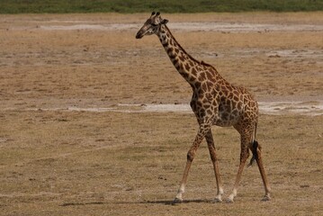 Giraffe walking in the savannah