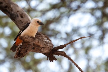 White-headed Buffalo-Weaver on the branch