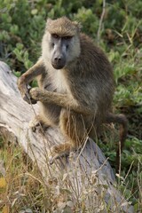 Olive baboon on the tree