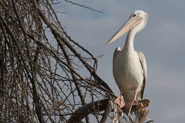 pelican on a tree