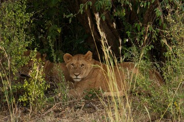 Fototapeta na wymiar lion cub in the wild