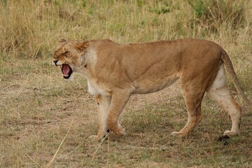 lioness roaring
