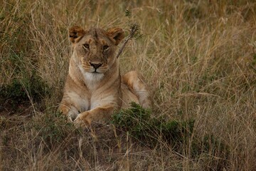 Fototapeta na wymiar young lion in the grass