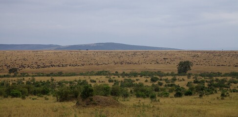 Fototapeta na wymiar Panorama view of migration in Masai Mara