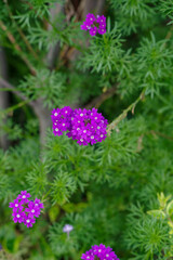 ヒメビジョザクラは紫の小さな花が集まってできている