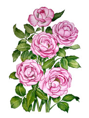 Watercolor pink roses bouquet. Botanical illustration.