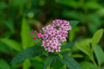 東京の赤坂9丁目に咲く下野