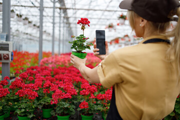 Mature woman gardener photographs flowers with smartphone in the greenhouse